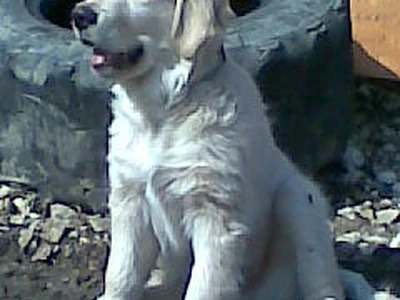 Mazel Ben - štěně